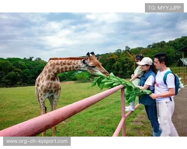 _猛兽运动会：传统民俗与运动的融合_，运动猛兽主题公园