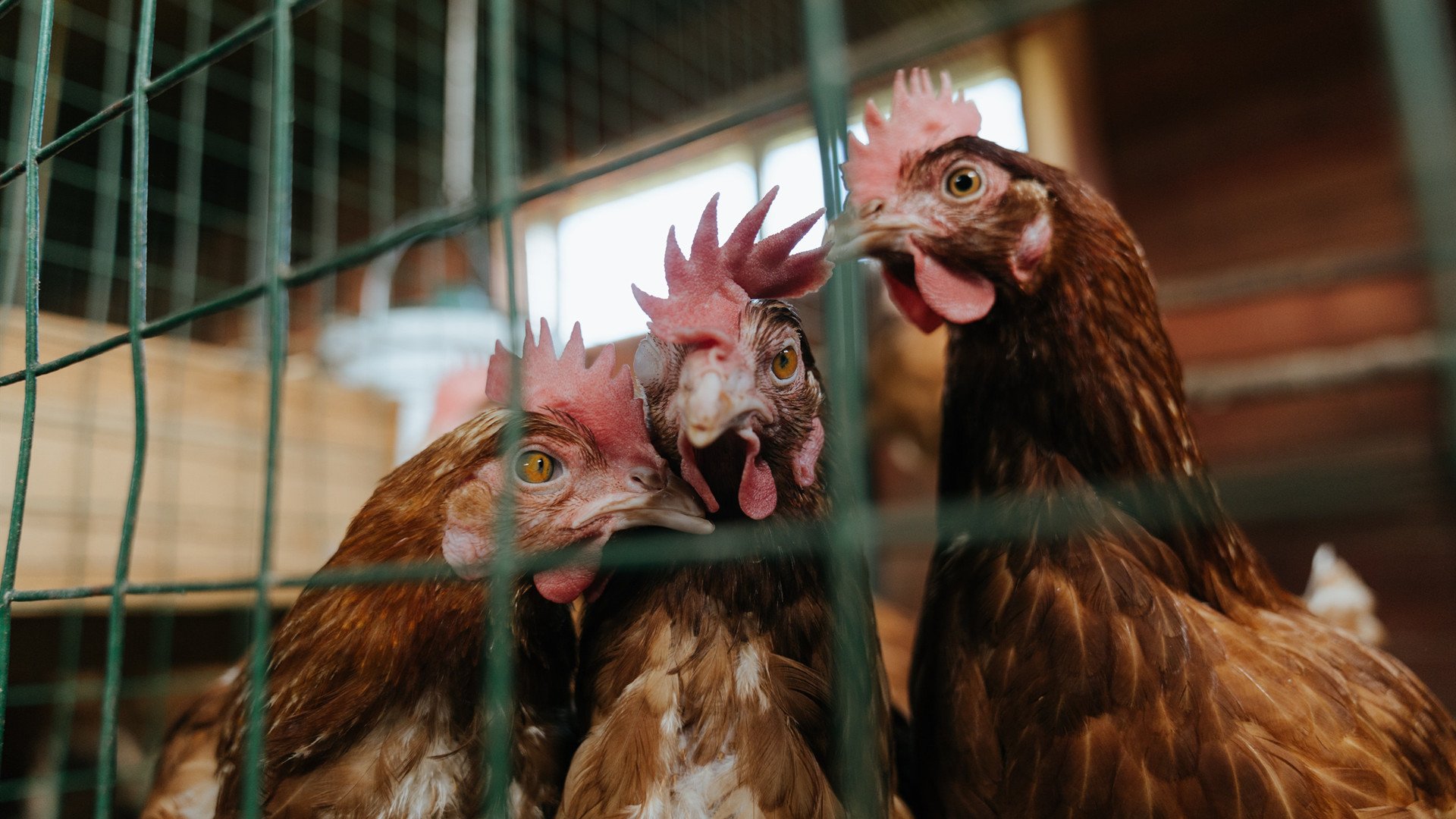 kaiyun.com-全国青少年体操等级赛实现数据实时上传,全国青少年艺术体操锦标赛2021