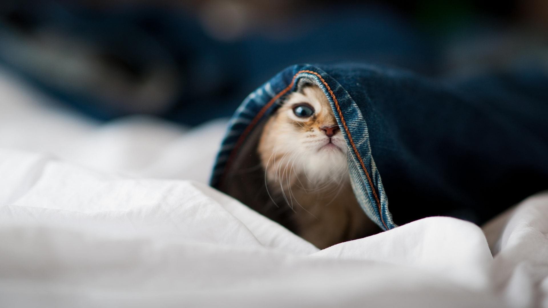 开云官方-中国足球开展区域青训基地互访活动促进经验交流,中国足球青少年训练基地