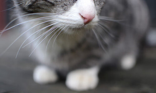 开云娱乐-大卫·波波维奇泳池内外双重突破，大卫 波波维奇